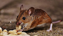 Find Exterminators in Alexandria City County
